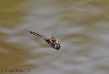 Epitheca cynosura, male